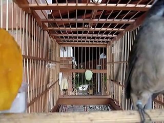 trinca ferro negao matero especial