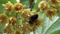 Abeille butinant des fleurs de tilleul tardif