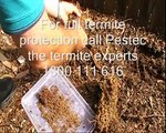 Termite and pest control Sydney. What do termites look like?