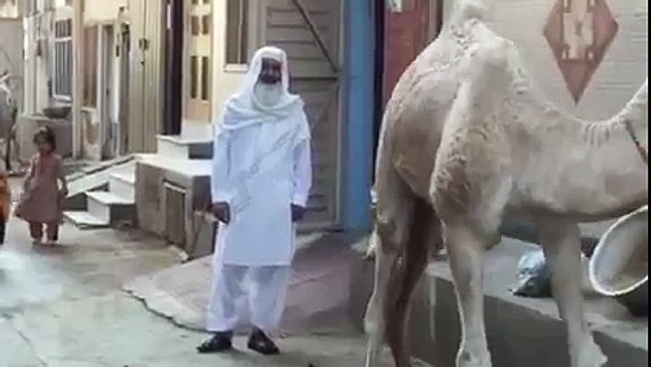 camel dancing