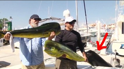 Шустрый морской лев украл рыбу у рыбака - Ха Ха