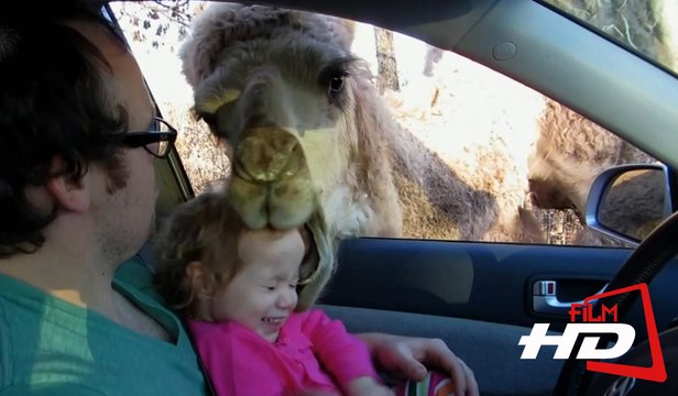 Голодный верблюд засунул голову в машину и схватил голову ребенка / Уникальные кадры