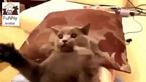 Very Angry Cat Funny Animal Videos - Funny Cat Angry