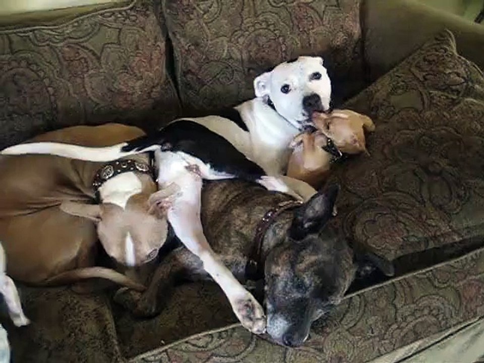 Fous amoureux, un chihuahua et un pitbull passent leur temps à s'embrasser, et n'ont que faire de l'opinion d'autrui !