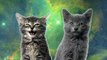Space Kittens Release A Very Disturbing Song