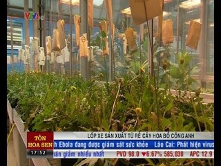 Lốp xe sản xuất từ rễ cây hoa Bồ Công Anh