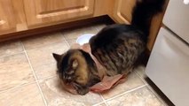 See What Happens When You Let The Cat Out Of The Bag?