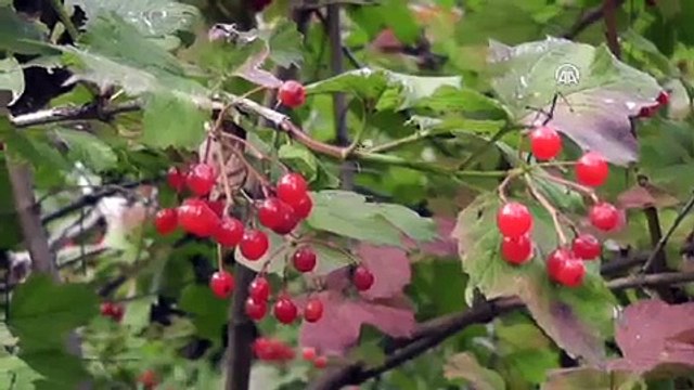 Şinasi Gülcüoğlu Her derde deva Bünyan gilaburusu