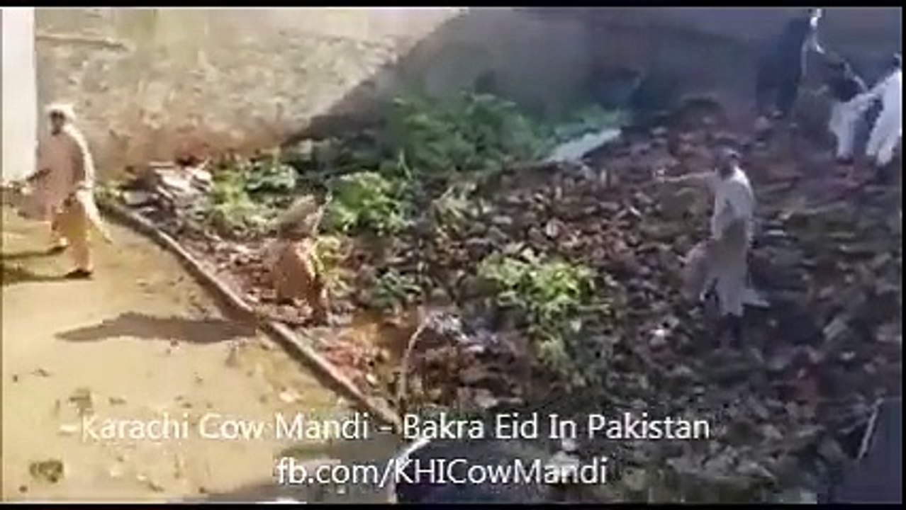 1 big  Cow  fight