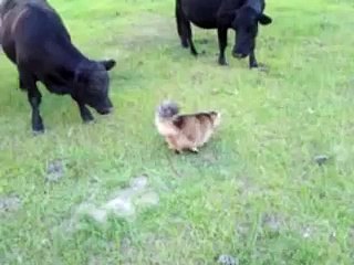 Cat vs Cow Fight Funny