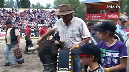 Cow fighting in  Swit