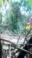 Il fait peur à son pote en imitant un jaguar dans la jungle... Blague énorme