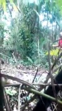Il fait peur à son pote en imitant un jaguar dans la jungle... Blague énorme