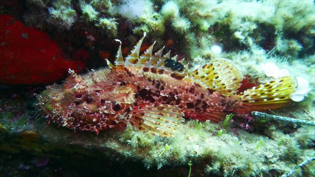 ASPTT Limoges Présentation