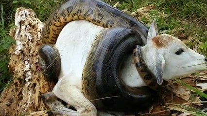 Giant Anaconda attacks Cow
