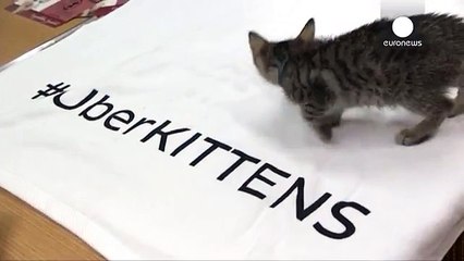 Uberden evlere kedi hizmeti