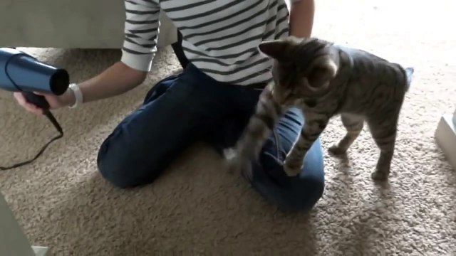 Смешной кот познал фен. Умора!