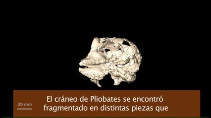 "Laia", un nuevo primate que podría ser el último nexo común entre gibones y humanos