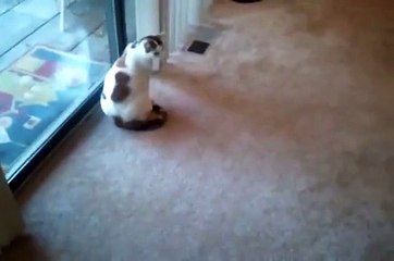 Teacup Yorkie Loves Cat