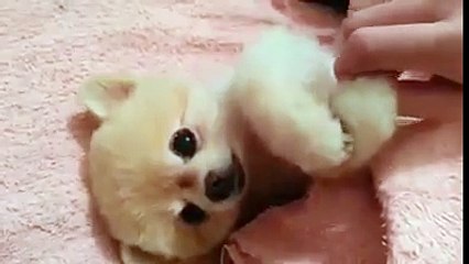 cute puppy loves being scratch