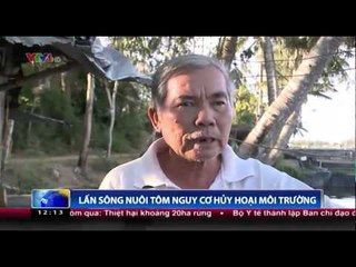 Lấn sông nuôi tôm nguy cơ hủy hoại môi trường