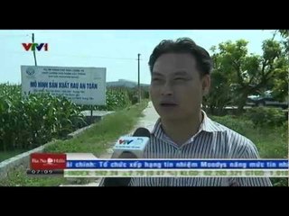 Rau an toàn: Hôm nay là rau, mai là cỏ