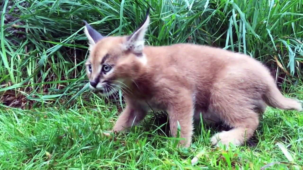2 caracal découvrent la nature pour la première fois