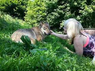 Souvenirs de Belgique le loup