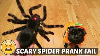 SCARY SPIDER PRANK FAIL