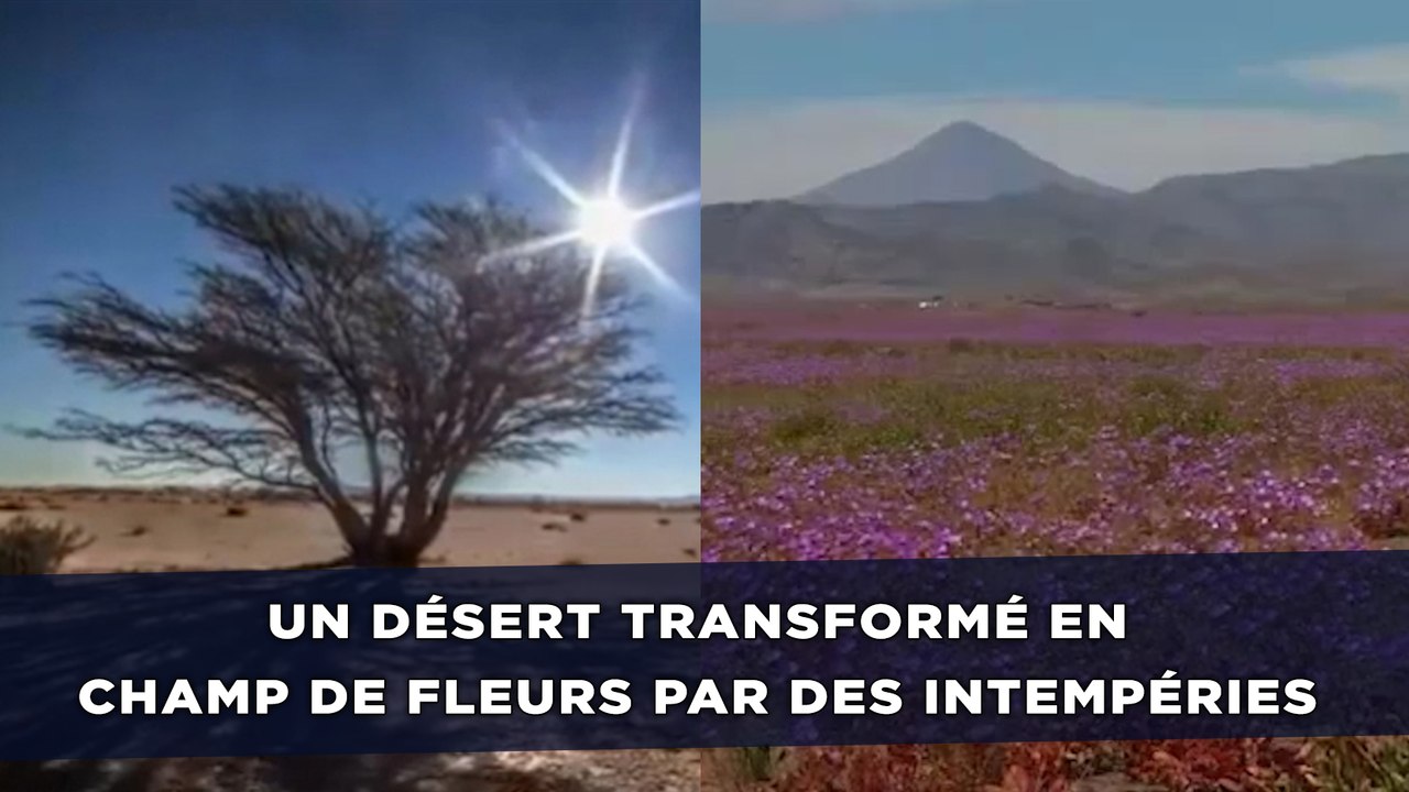 Un désert transformé en champ de fleurs par des intempéries
