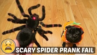 Best Halloween Costume Fails and Scare Pranks By FailArmy || Trick or Treat