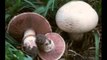 Many benefits involving  Mushroom Shiitake
