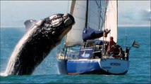 40-тонный кит чуть не потопил яхту туристов