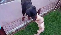 Rottweiler Licks Baby and Causes Full on Laughing Attack