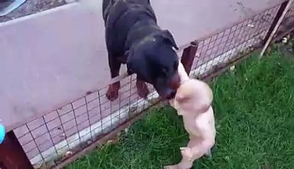 Rottweiler Licks Baby and Causes Full on Laughing Attack