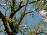 Wild Animal Documentary The Elephant Emperor And Butterfly Tree NEW Nature Documentary