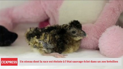 Un oiseau dont la race est éteinte à l'état sauvage éclot dans un zoo brésilien