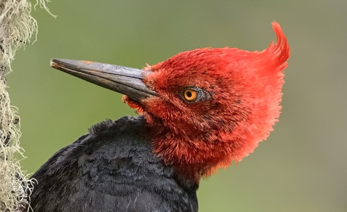 Carpinteros negros (Campephilus magellanicus)