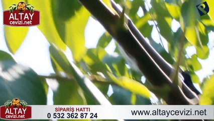 5 YAŞINDA ALTAY CEVİZİ AĞACI VE MEYVESİ