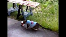 Anne Kedi Köpeği Perişan Etti! - Komik videolar - Funny videos