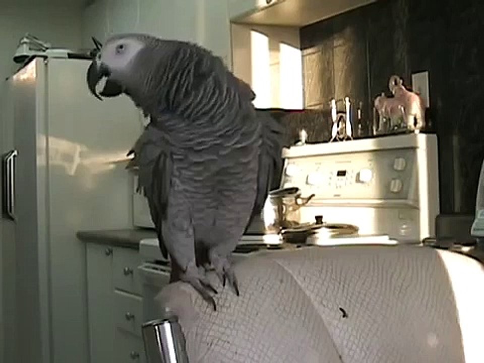 Baykuşun uçuş anının ağır çekimde kameralara yansıması - Komik videolar - Funny videos