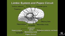 Limbic System parts