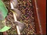 فیکٹری میں زیتون کا تیل کیسے تیار کیا جاتا ہے ۔۔ ائیے یہ ویڈیو دیکھیے اور شئیر کیجئے