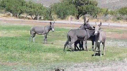 Spring Mountain Ranc