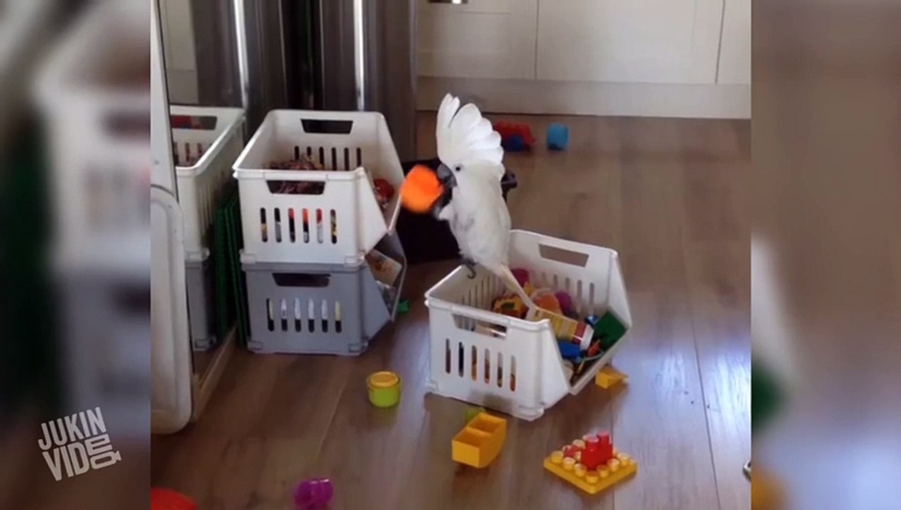 Bird Loses Its Damn Mind