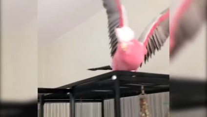 Bird Loses Its Mind  Polly Want A Cracker