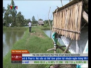 Trà Vinh: Nuôi tôm tự phát phá vỡ quy hoạch ngành điện