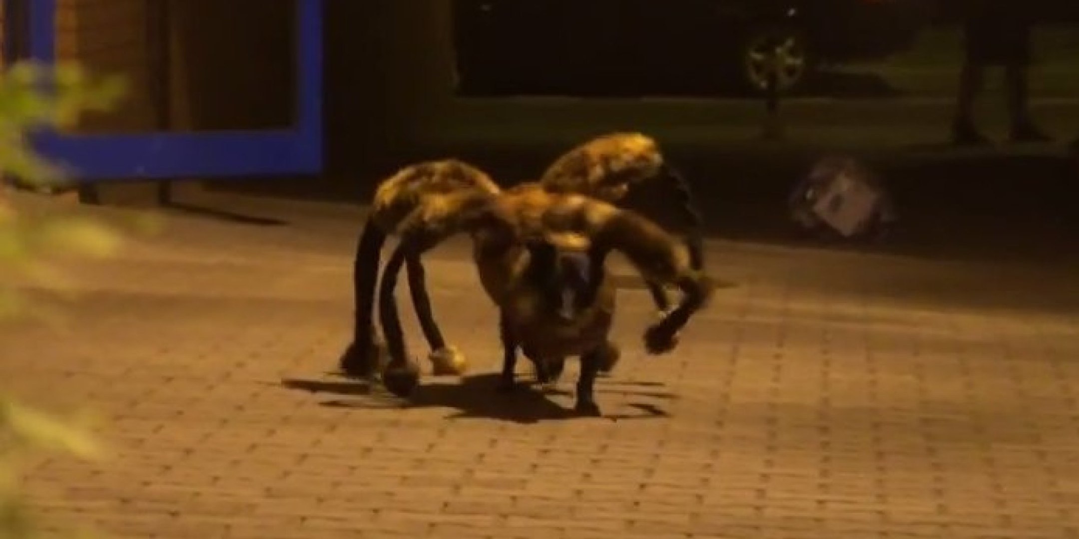 Halloween : Un chien déguisé en horrible araignée mutante effraye ceux qui  croisent son chemin - Vidéo Dailymotion