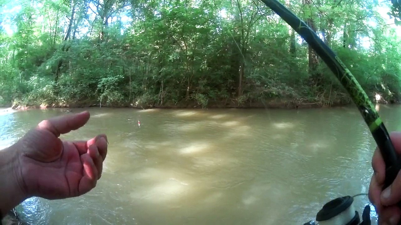 Truite fario pêchée au leurre