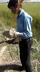 School Childrens Working..............?